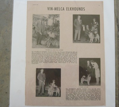 vin melca norwegian elkhounds