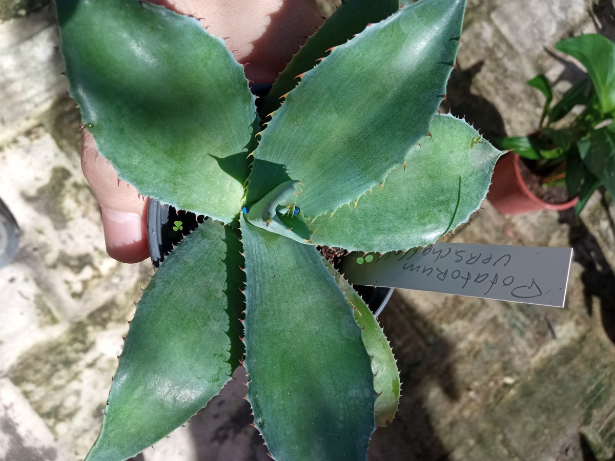 Agave Potatorum Verschaffeltii 1 Pflanze Junge Mit Wurzel Sukkulenten 8 CMS  | eBay