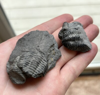 Phacops TRILOBITE Fossil Lot - Devonian 390 Million Years Old in Matrix NY