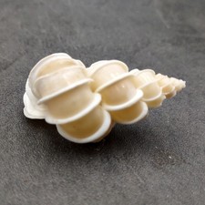 Precious Wentletrap Seashell Epitonium Scalare (1 shell approx. 1.5+ inches)