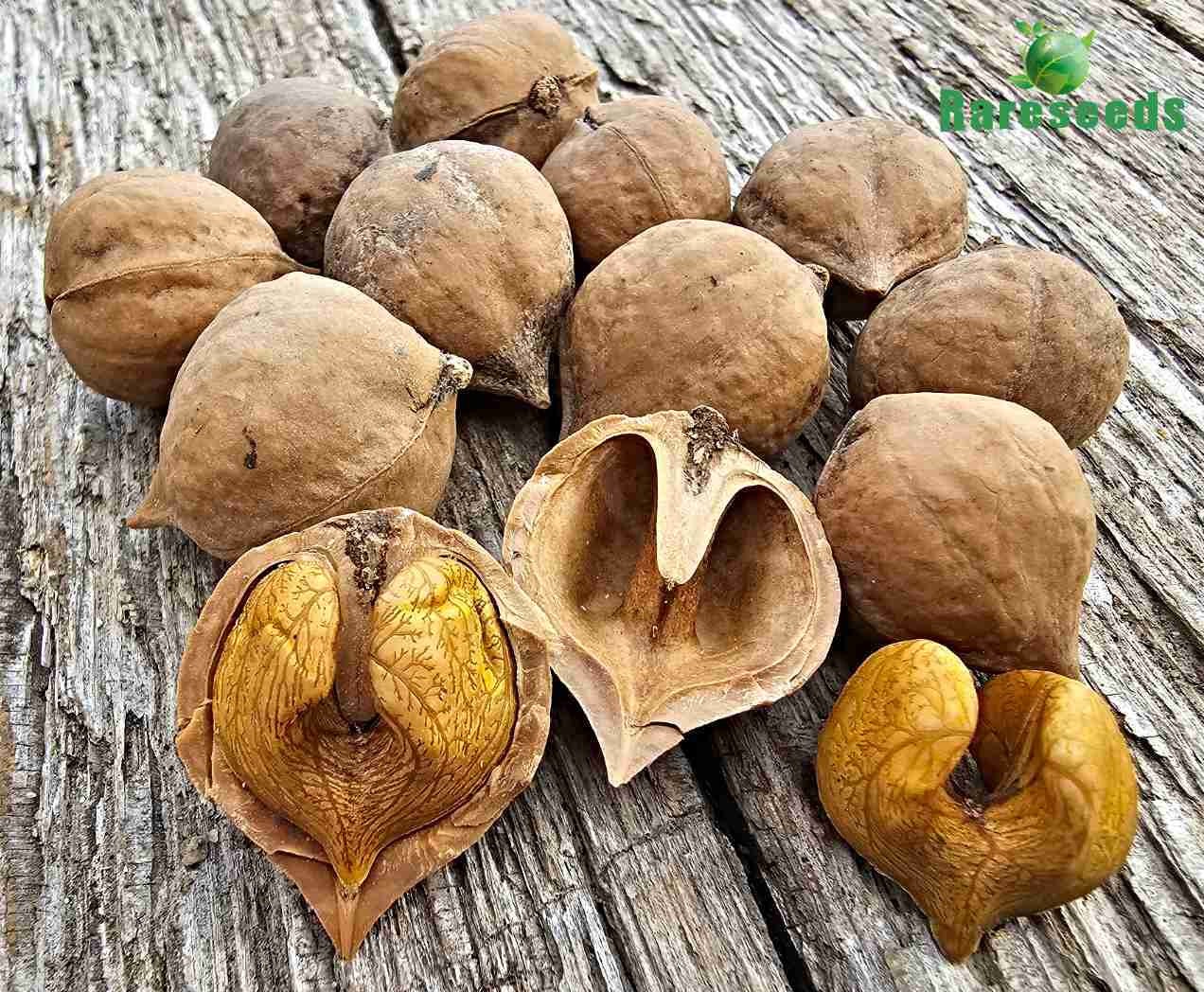 Semillas de nuez, nuez japonesa, MUY RARAS