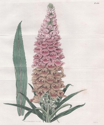 Digitalis Ferruginea Fingerhut rusty foxglove engraving Kupferstich Curtis 1828