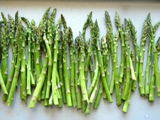 100+Mary Washington Asparagus Seeds | Fresh Garden Seeds | Organic | NEW season