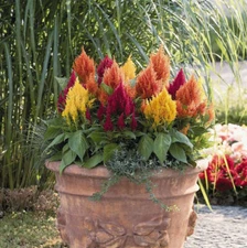Celosia PLUMOSA LILLIPUT KEWPIE Mix DWARF Borders, Containers Non-GMO 200 Seeds!
