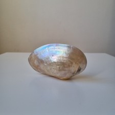 Conchiglia Madreperla Specie Non CITIES