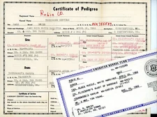 Vintage 1966 AKC Certificate & Pedigree Paperwork Boxer Dog Youngwood Kennels