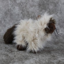 Webkinz Himalayan Cat Ganz Retired Siamese Kitten Plush 7" Tall No Code