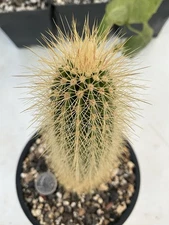 Pachycereus Militaris / Backebergia Militaris Cactus