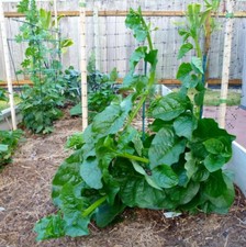 Semillas de espinaca Malabar verde orgánica Alugbati Mồng Tơi vendedor de EE. UU.