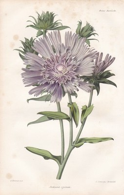 Stokesia Kornblumenaster Stokes' aster  flower Blume botanical Litho Severeyns