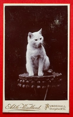 CDV Photo White Cat sit on table phot. Adele Kindlund Sundsvall Sweden (10503)