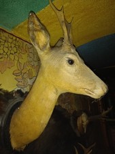 Rehkopf, Pr&auml;parat