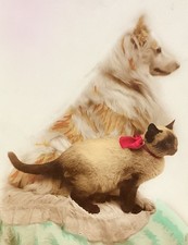 SIAM CAT  Leo Hand Colored Dog and Cat RPPC  ...