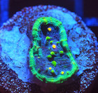 Corals of Eden NON WYSIWYG Live Coral Frag ~ Superman Chalice Coral LPS SPS — photo 2