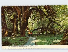 Postcard Hall Of Mosses Olympic National Park Washington