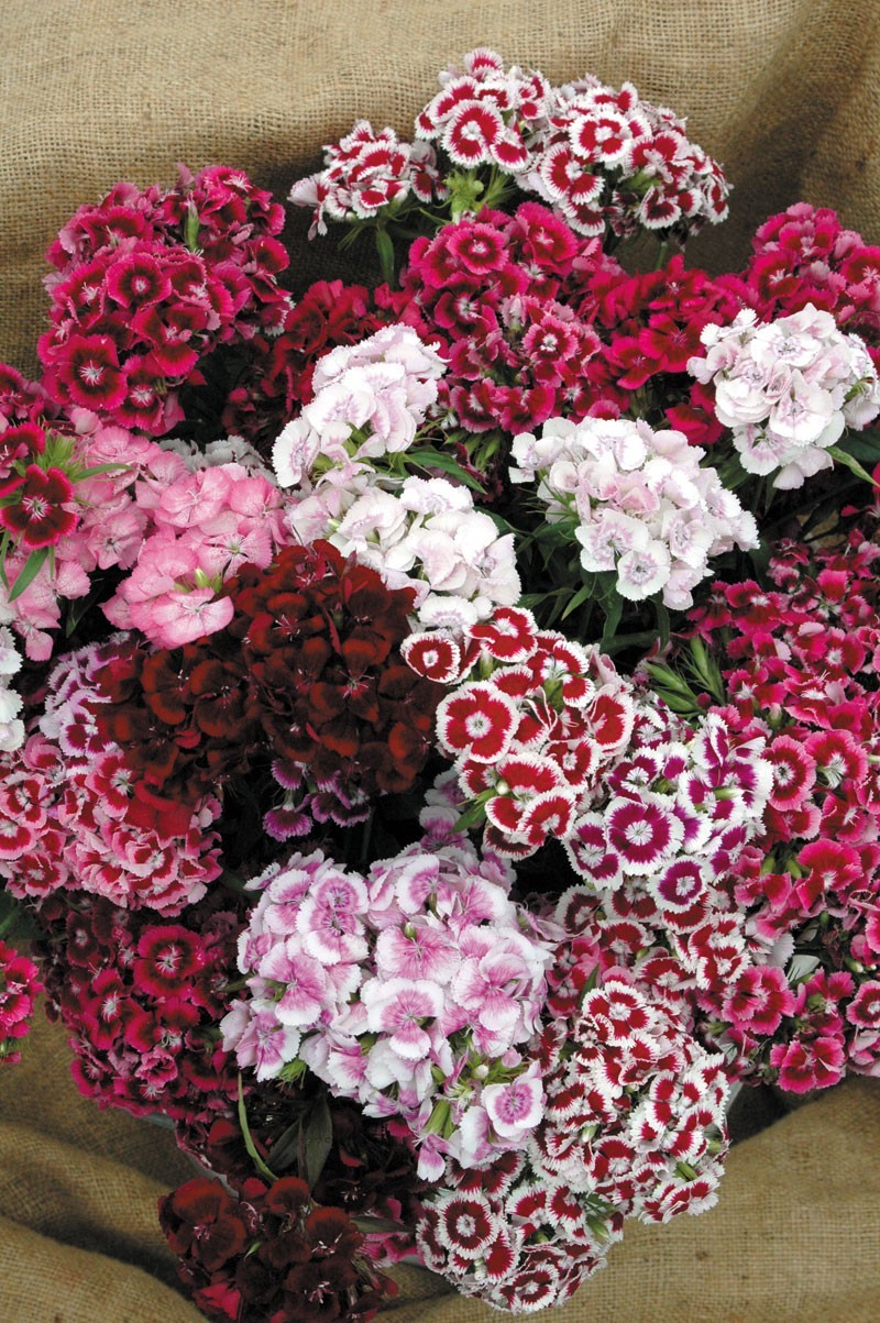 SWEET WILLIAM AURICULA EYED 15 GRAM ~ 14,000 SEEDS BULK PERENNIAL FLOWER