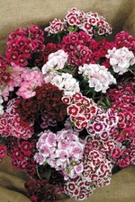 SWEET WILLIAM AURICULA EYED 1.5 GRAM ~ 1400 SEEDS