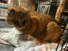 😻CHARITY😸 Feed STRAY / FERAL Cats For A Month