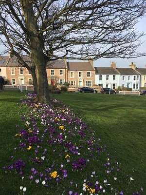 Foto 6x4 A Fine Display of Crocus in Bloom in North Berwick A beautiful c2019