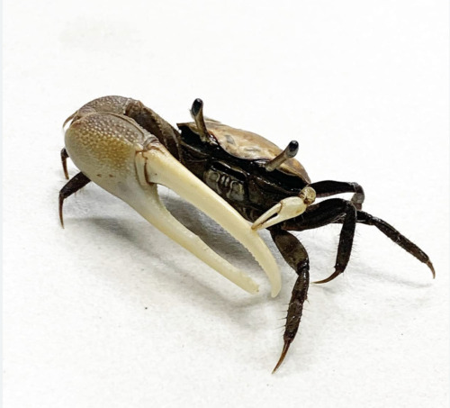 Fiddler Crab (Uca Sp.) x3 - Freshwater Crab FREE SHIPPING