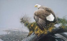 Robert Bateman - Vantage Point - Bald Eagle S/N Canvas Giclee Signed MINT 36x60