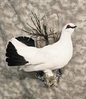 Rare Rock Ptarmigan Winter grouse pheasant taxidermy bird art