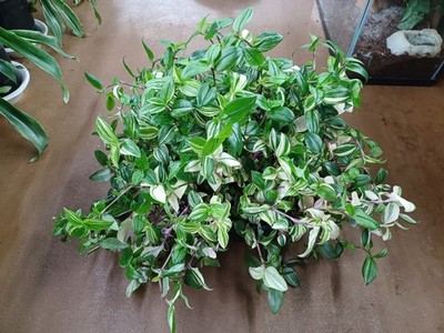 umbrella tree indoor plant Shop Our Schefflera Amate, Umbrella Tree