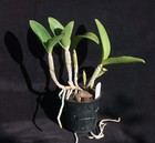 Orchid plant: C. Walkerinter 'Highland', BLOOMING SIZE ORIGIN. DIVISION - HO div — photo 2