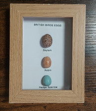 British Birds Eggs Collection Framed Replicas In A Wooden Box Frame Taxidermy