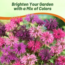 1000 Seeds Monarda Didyma Seed Mix For Planting Outdoors | Bee Balm Mix
