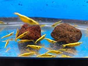 Neocaridina Shrimp - Yellow, High Quality Shrimp to your door! 