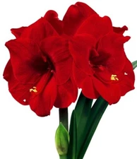 Merry Christmas Amaryllis Bulb Pretty Flowers,Please Check our.Store other items