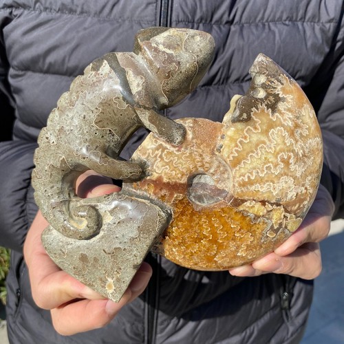 735g seltener natürlicher Ammonit Fossil Muschel Quarz Kristall Präparat Heilung - Bild 5 von 15