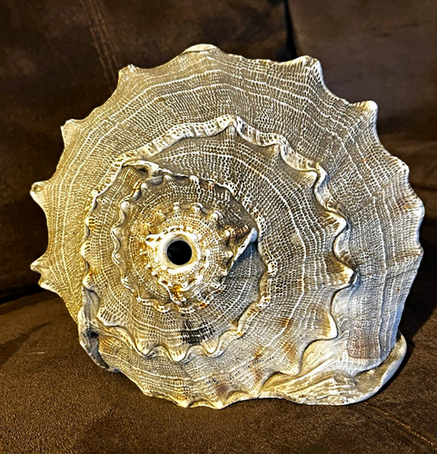 Giant Conch Shell Horn, Gray & White (rough size measurements in pictures)