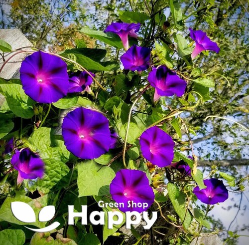 CLIMBING FLOWERS - Vines - Thunbergia Morning Glory Sweet Pea - Flower seeds - Picture 119 of 121