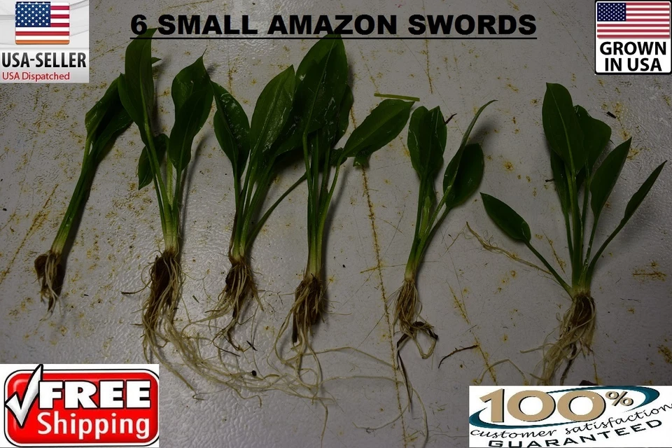 6 small amazon sword Plant Easy Aquarium aquascaping planted tank easy