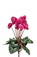 Artplants Kunstblumen Alpenveilchen Veriana Auf Steckstab, Pink, 30Cm