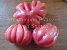 Pomodoro a fisarmonica pomodori 10 semi antica varietà storica super raro a costine