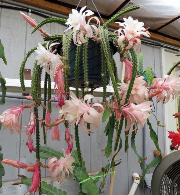 Aporophyllum Karen ~ Stunning Cactus ~ Pink Flowers ~ Limited ~ Rare ~ 5 Seeds QN9179