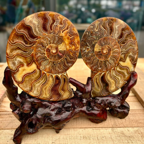4.40LB Natural Fossil Snail Agate Fancy Cabochon Gemstones - Picture 3 of 14