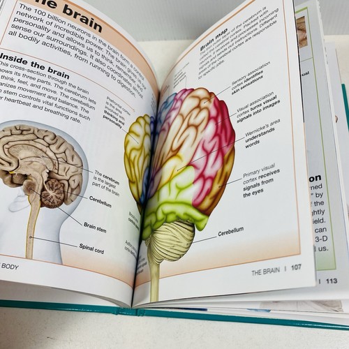 Pocket Eyewitness Human Body Facts at Your Fingertips (Hardcover, 2013) - Picture 9 of 11