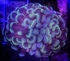 WYSIWYG Branching Rainbow Hammer Coral Frag 1 Head Free Shipping!