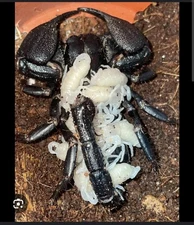 Baby Asian Forest Scorpions