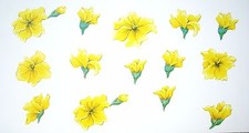 Tatouage Yellow Blossom 2-sheets Dry rub Transfer