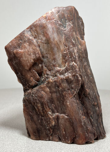 Arizona Rainbow Petrified Wood Branch Limb Cast Specimen Polished Quartz Mineral - Picture 4 of 12