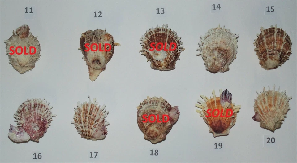 ONE (1) LARGE SPONDYLUS DUCALIS SPINY OYSTER PAIR W/ ATTACHMENT, CRAFT BEACH - Image 3 of 4