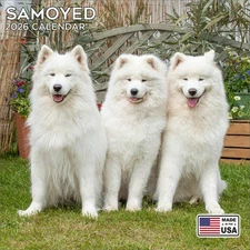 Samoyed Calendar 2026 - Dog Breed Wall Calendar - Made in the USA!