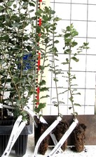 Quercus suber --- vera quercia da sughero (pianta)