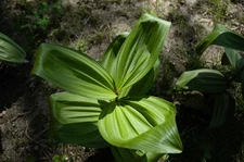 Radiant Forest Elegance - Stretched Canvas Photo Wall Art- FREE SHIPP