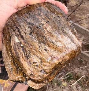 ☘️RR⛏️: Naturally Smooth Petrified Wood Burl, Concho Az. 1.5 Lb